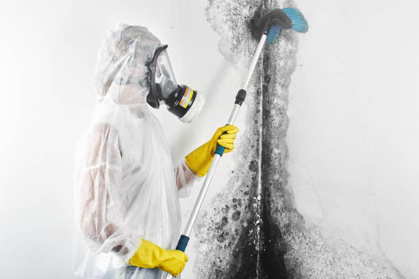 Best Comprehensive Air Testing for Mold Contaminants  in Haviland, NY