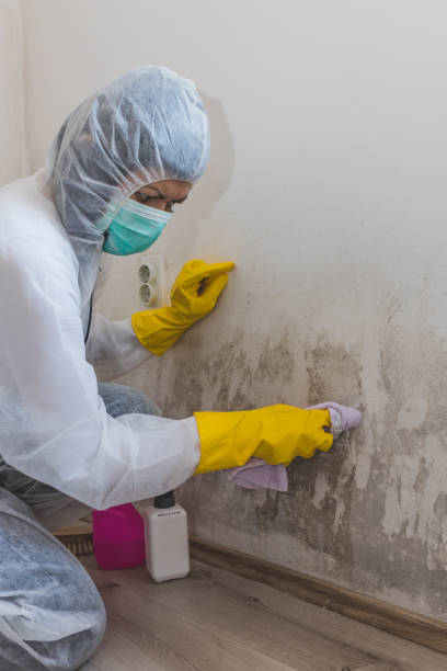 Best Airborne Mold Testing  in Haviland, NY